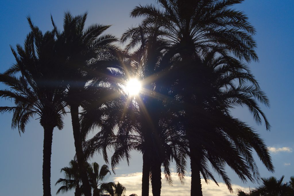 Palmen im Winter in Alicante