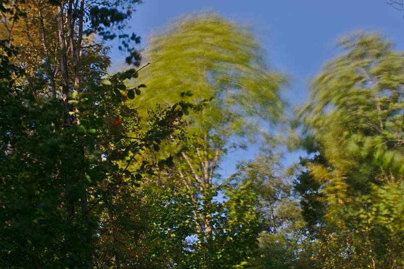 Bäume im Wind Langzeitbelichtung