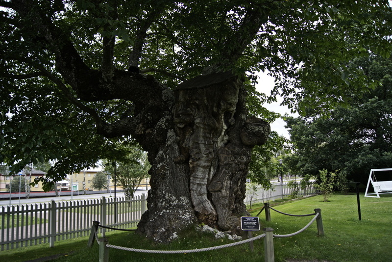 Eiche in astrid Lindgrens Näs Auf den Spuren astrid Lindgrens