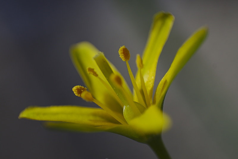 Winzige Blüte