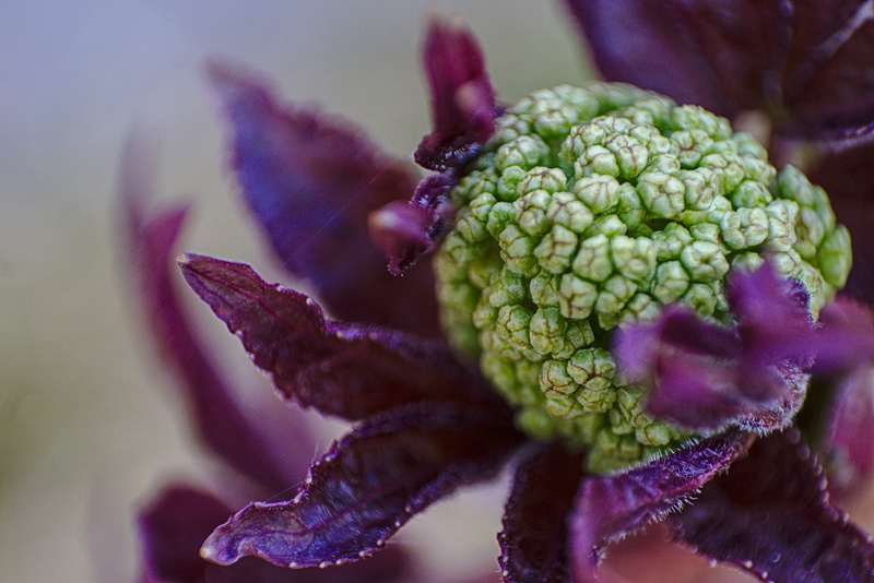 Knospen kurz vor der Blüte.