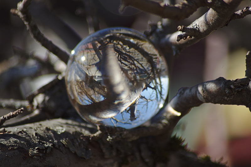 Glaskugel im Apfelbaum