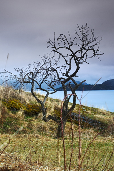 Baum am Trondheimfjord