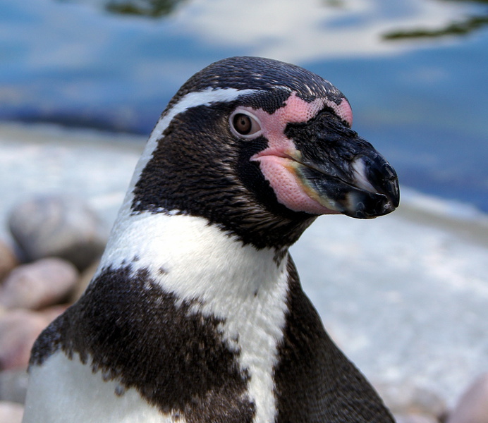 Pinguin mit einem Kit Objektiv fotografiert