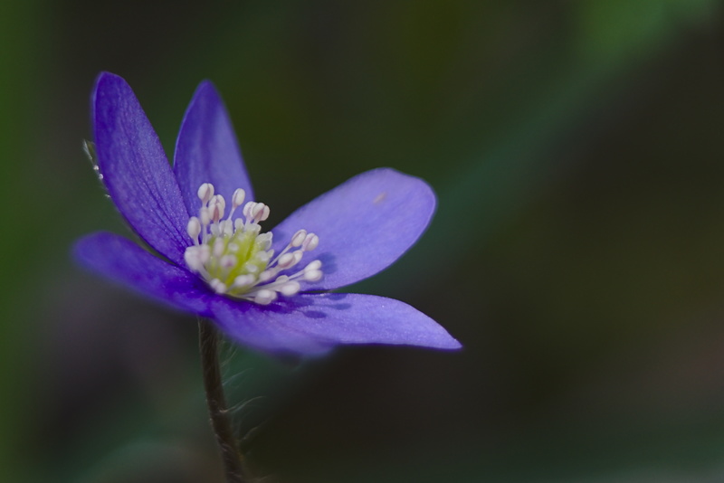 Kleine blaue Blüte