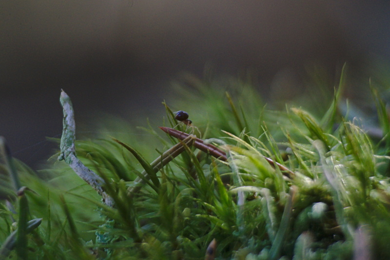 Kleine Spinne auf einem Waldboden