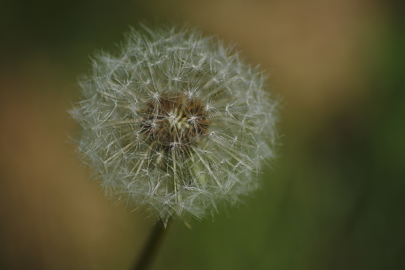 Makrofotografie einer Pusteblume