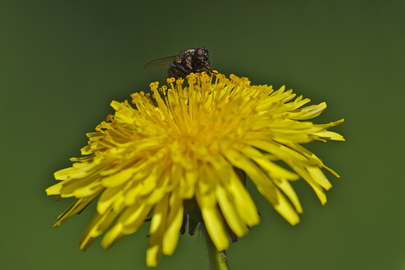 Fliege auf einem Löwenzahn