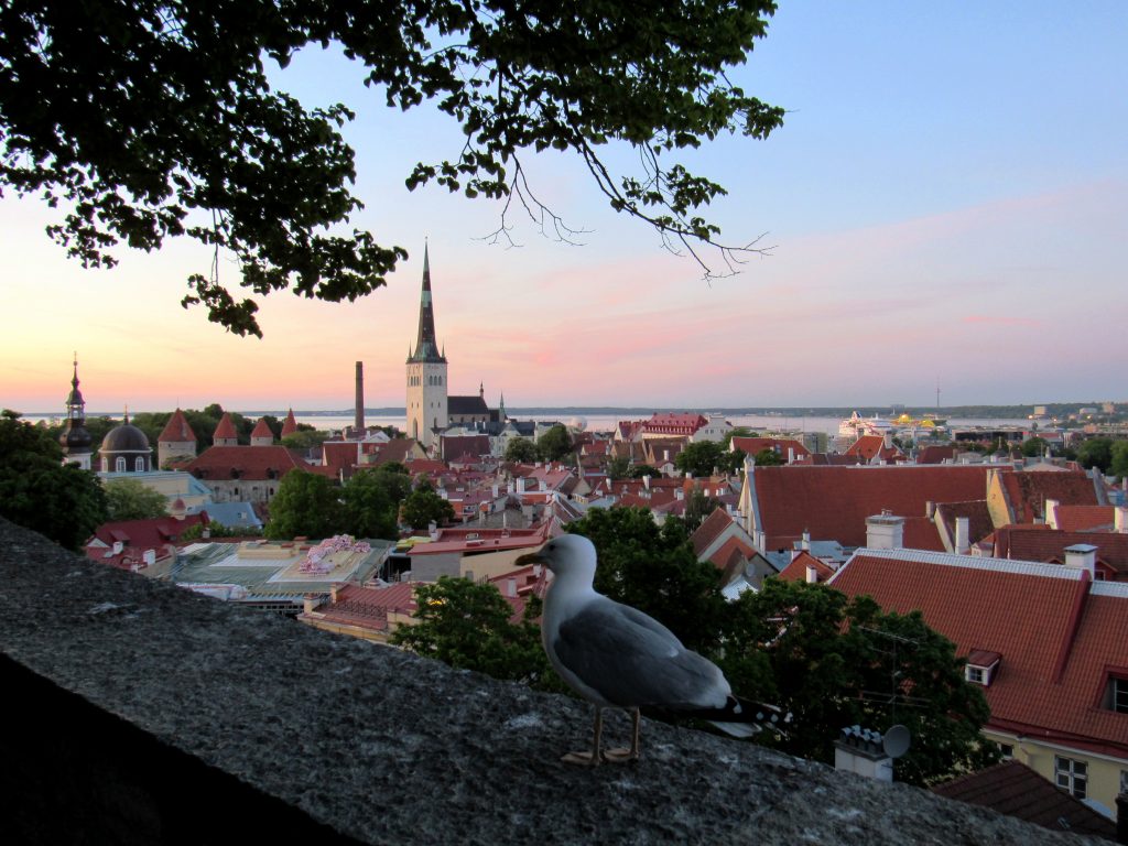 Tallinn Möwe Altstadt