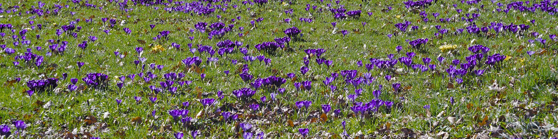 Krokuswiese naturschutztierpark Görlitz