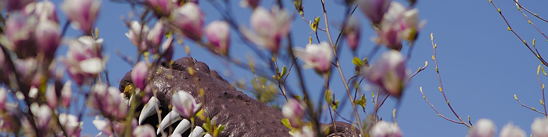 Magnolienblüten Saurier in Saurierpark