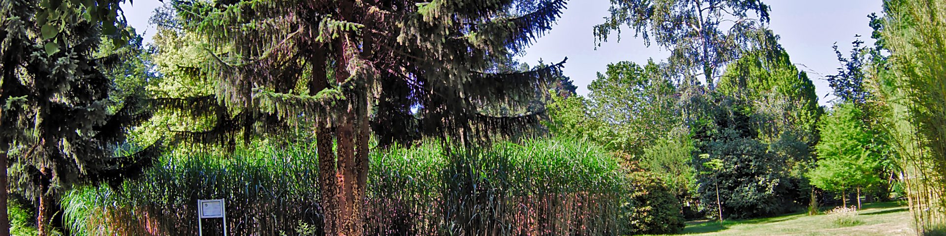 Görlitzer Bücherkiste Miscanthus