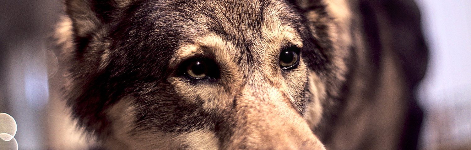 Wolf Naturkundemuseum Görlitz