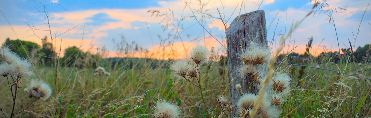 Uckermark, liesjeTrecking, Wiese