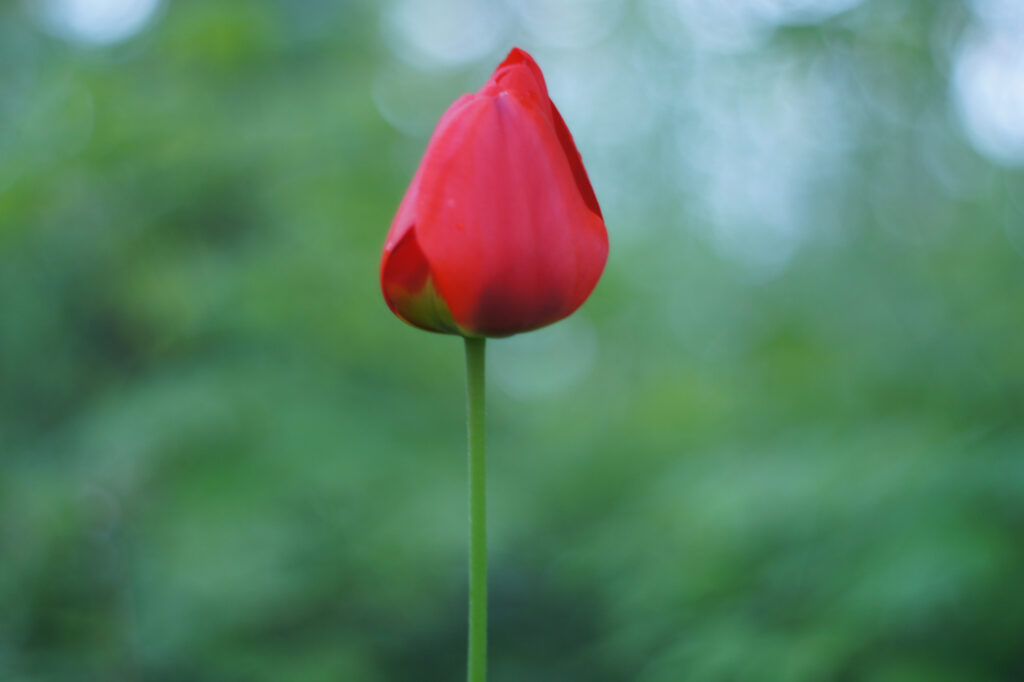 Eine rote Tulpe vor einem grünen Hintergrund