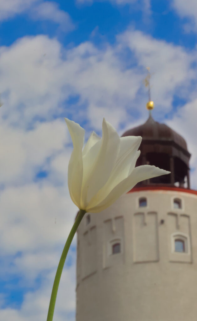 eine gelbe Tulpe vor einem mittelalterlichen Turm