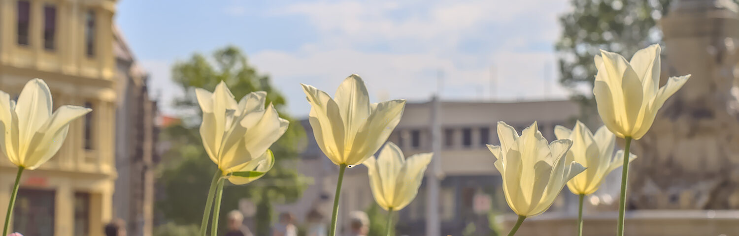 Gelbe Tulpen in einem sonnigen Park