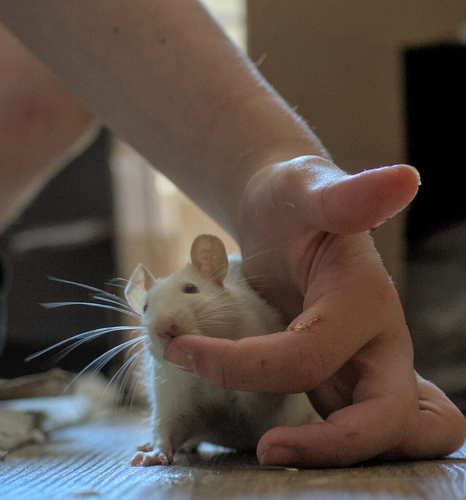 Weiße Ratte leckt an Zeigefinger